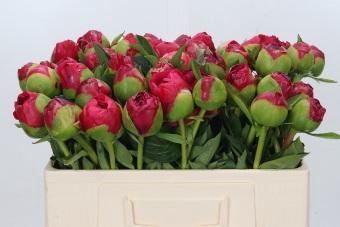 <h4>Paeonia Command Performance</h4>