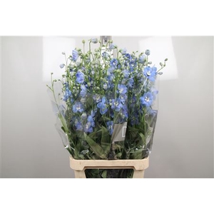 Delphinium DU 'Centurion Skyblue'