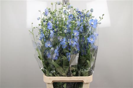 <h4>Delphinium DU 'Centurion Skyblue'</h4>