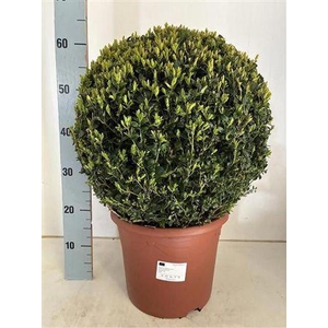 BUXU SEMPERVIRENS BOL 40CM
