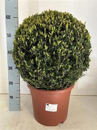 <h4>BUXU SEMPERVIRENS BOL 40CM</h4>