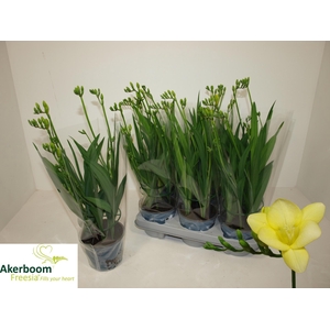 FREESIA FG YELLOW