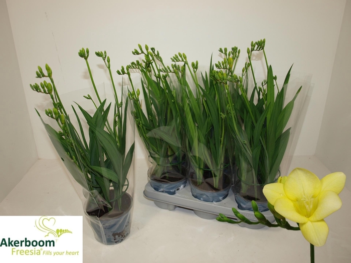 <h4>FREESIA FG YELLOW</h4>