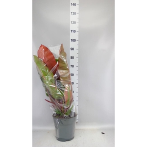 Philodendron   ...