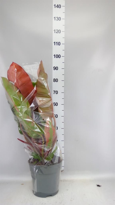 <h4>Philodendron   ...</h4>