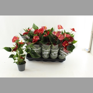 ANTHU AN SUCCESS RED