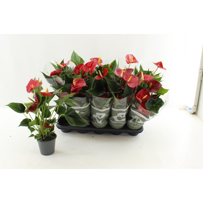 <h4>ANTHU AN SUCCESS RED</h4>