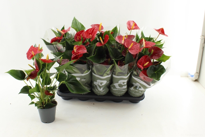 <h4>ANTHU AN SUCCESS RED</h4>