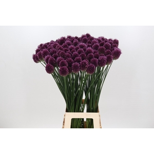 Allium Sphaerocephalon