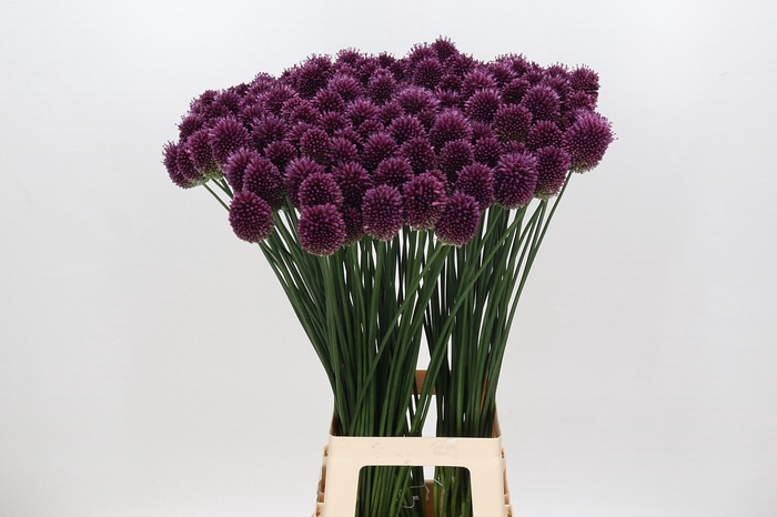 <h4>Allium Sphaerocephalon</h4>