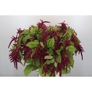 Amaranthus caudatus 'Love Lies Bleeding'