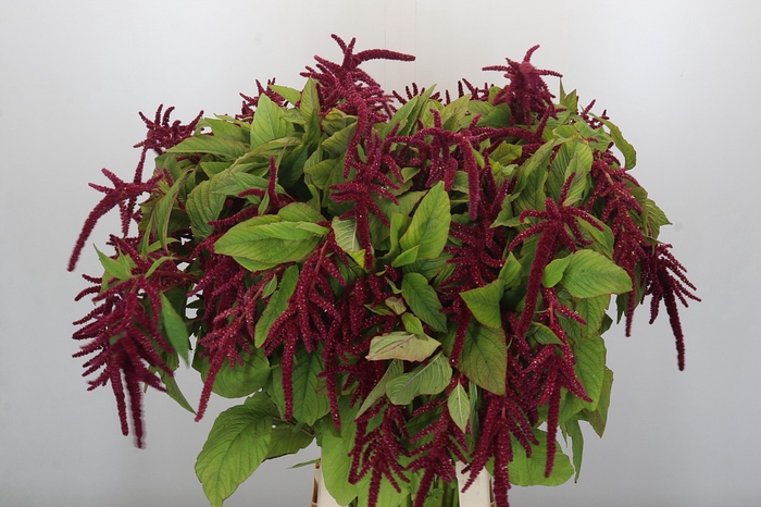 <h4>Amaranthus caudatus 'Love Lies Bleeding'</h4>