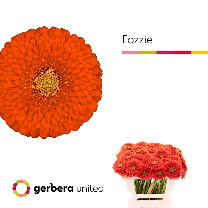 <h4>Germini Pomponi Fozzie Water x60</h4>