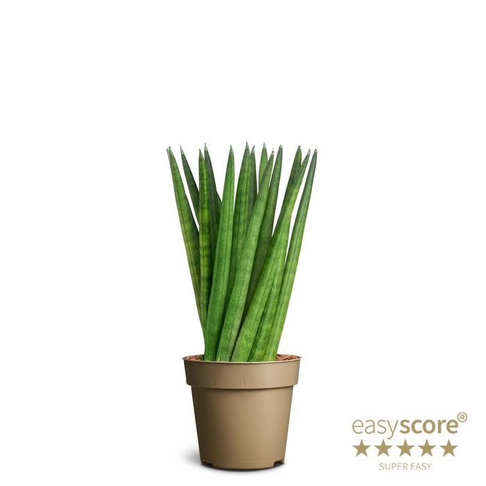 SANSEVIERIA CYLINDRICA P9 SPAGHETTI