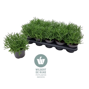 Lavendel angustifolia HIDCOTE