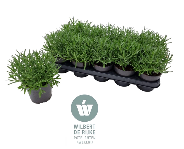 <h4>Lavendel angustifolia HIDCOTE</h4>