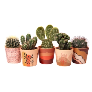 Cactus   ...