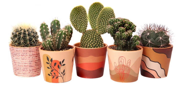 <h4>Cactus   ...</h4>