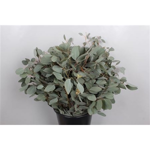 EUC. POPULUS 300GR