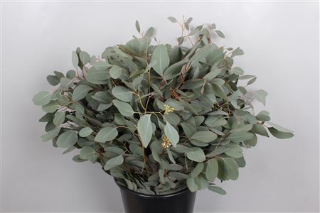 <h4>EUC. POPULUS 300GR</h4>