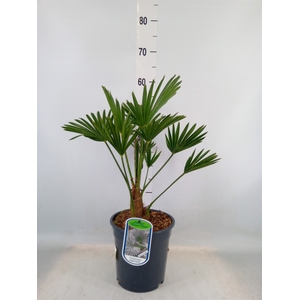 Trachycarpus wagnerianus
