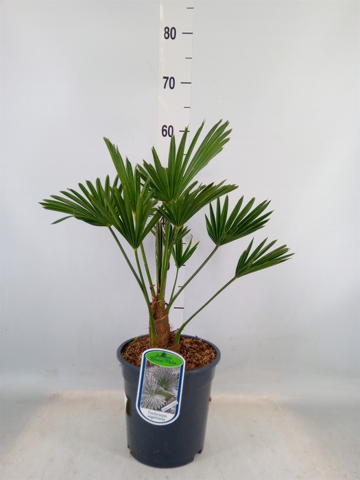 <h4>Trachycarpus wagnerianus</h4>