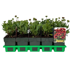 Gaillardia