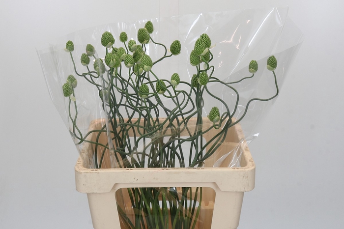 <h4>Allium Green Berry</h4>