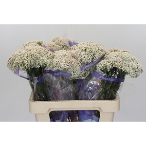 OZOTH COOKS SNOW WHI