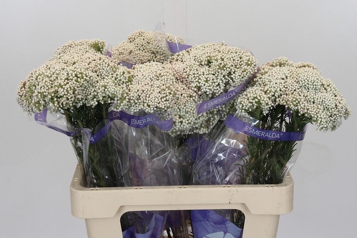 <h4>OZOTH COOKS SNOW WHI</h4>