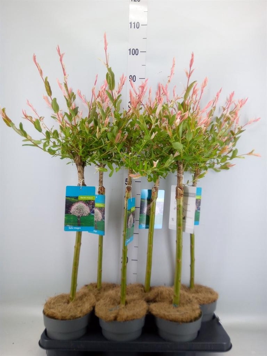 <h4>Salix integra 'Hakuro Nishiki'</h4>