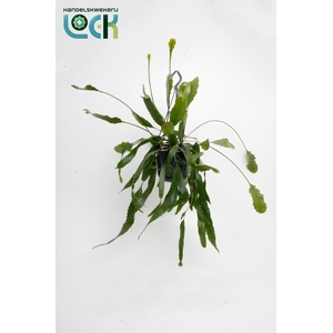 Lepismium Houlletianum