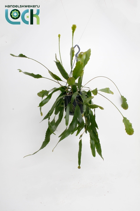 <h4>Lepismium Houlletianum</h4>