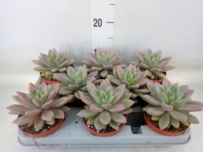 <h4>Succulents   ...</h4>