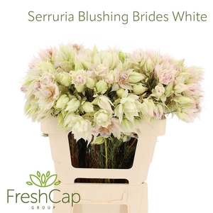 Serruria Blushing Brides White 4-9 Flwrs