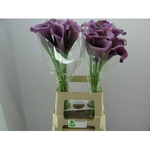 Calla Paco