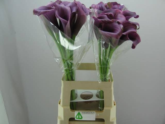 <h4>Calla Paco</h4>