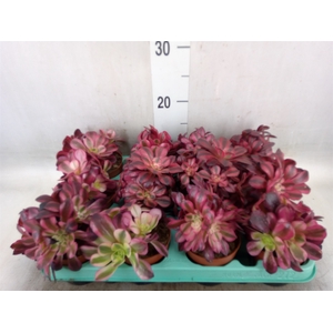 Aeonium   ...