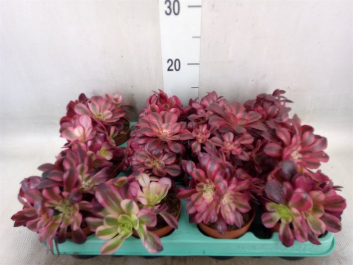 <h4>Aeonium   ...</h4>