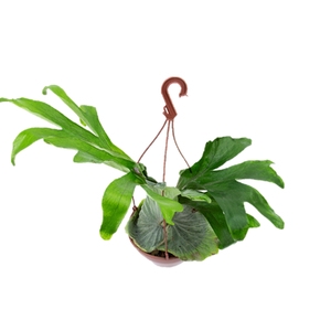 PLATYCERIUM GRANDE C21