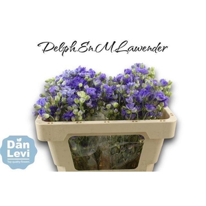 DELPH EN M LAVENDER