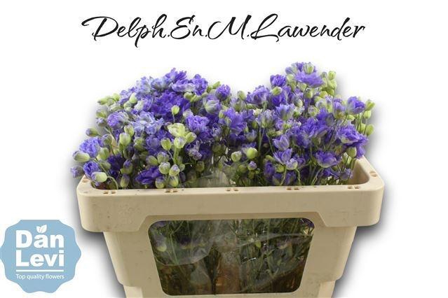 <h4>DELPH EN M LAVENDER</h4>