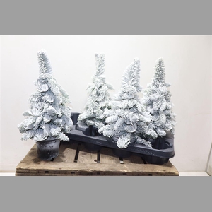 Sneeuwboom Parafine White