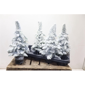 arr8 Sneeuwboom Parafine White