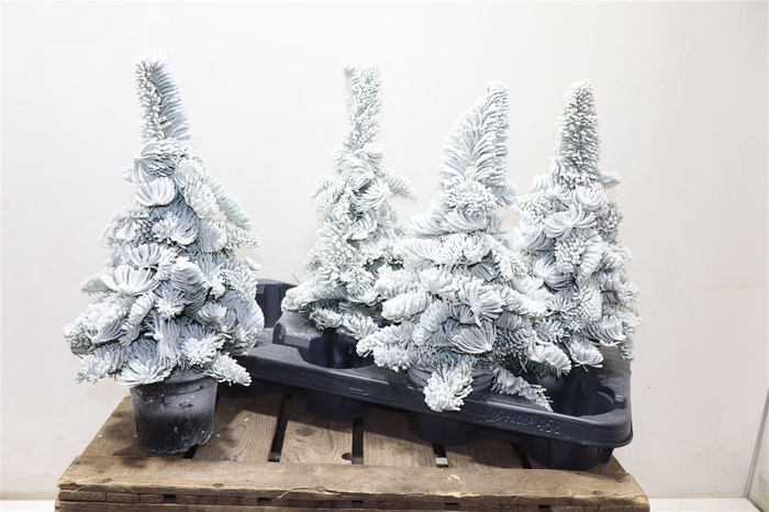 <h4>Sneeuwboom Parafine White</h4>