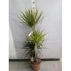 Dracaena marg.   ..mix 3