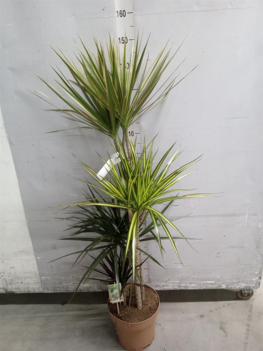 <h4>Dracaena marg.   ..mix 3</h4>