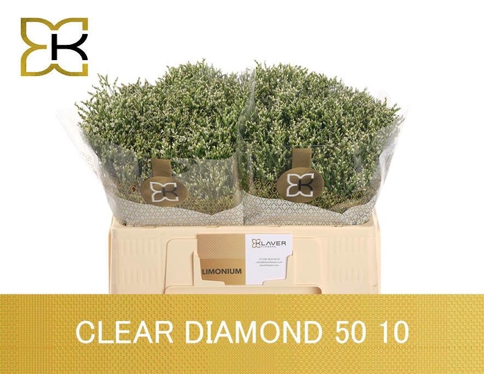 <h4>LIM SIN CLEAR DIA</h4>