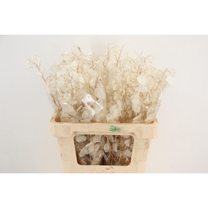 DF Lunaria Silverleaf per stem 60cm