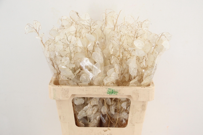 <h4>DF Lunaria Silverleaf per stem 60cm</h4>
